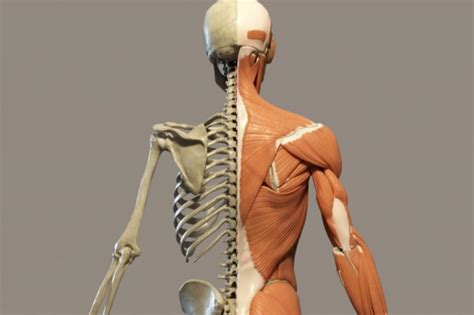 diagramma esplicativo del sistema muscolo-scheletrico umano