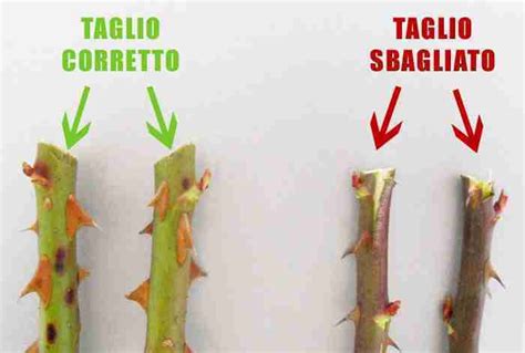 diagramma che mostra il taglio corretto sotto il nodo di un ramo di ortensia