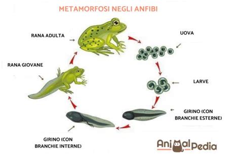 schema comparativo tra sviluppo diretto e metamorfosi