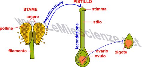 diagramma del tubo pollinico e processo di fecondazione vs partenocarpia