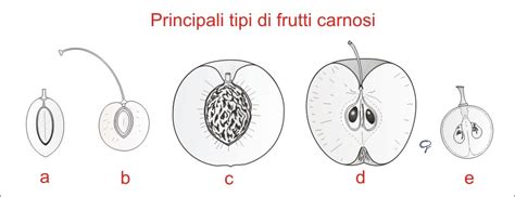 illustrazione di diverse tipologie di frutti e sezioni trasversali