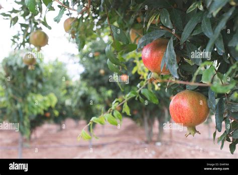 Campo di melograni con frutti maturi