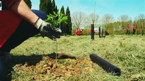 Schema illustrativo dei benefici ambientali derivanti dalla piantumazione di alberi in aree urbane