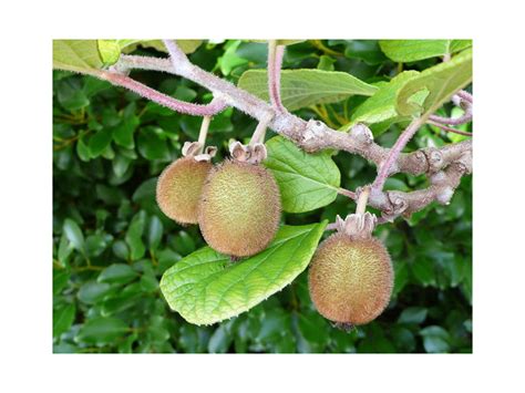 Pianta di Actinidia chinensis 'Solo' in vaso su un balcone