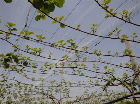 Grafico che illustra l'effetto di Bluprins sul germogliamento delle gemme del kiwi