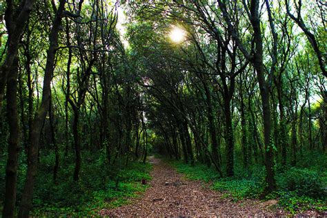 Bosco rigoglioso dell'Oasi di Porto