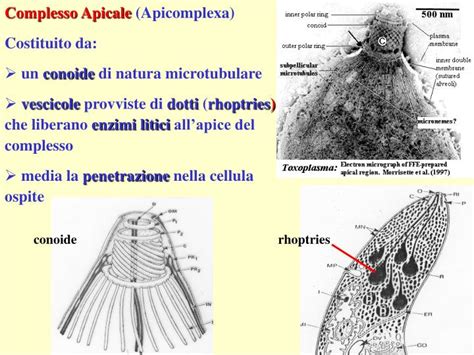 Struttura del complesso apicale di un Apicomplexa
