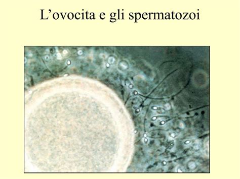 rappresentazione scientifica dell'unione tra ovocita e spermatozoo in laboratorio
