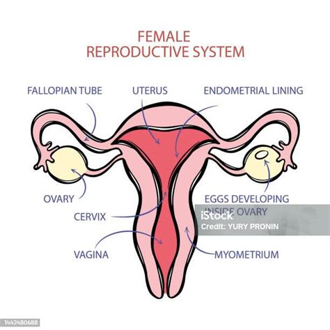 Rappresentazione stilizzata del sistema riproduttivo femminile