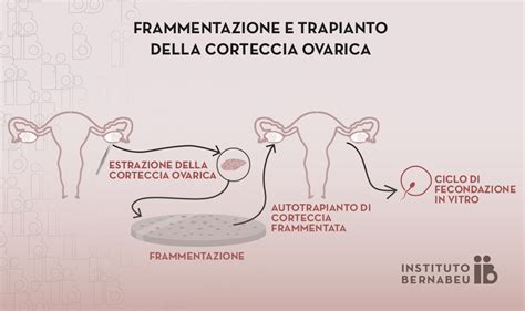 rappresentazione schematica dell'invecchiamento ovarico e declino della riserva ovocitaria nel tempo