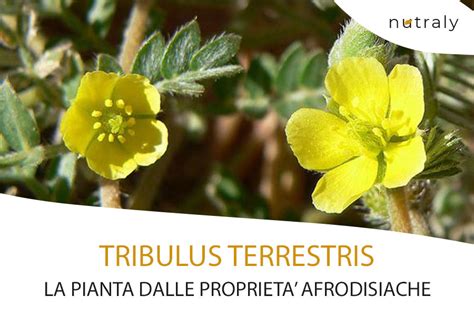 Pianta di Tribulus Terrestris