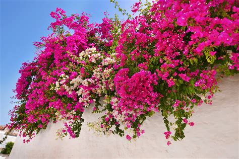 Bougainvillea in pieno sole