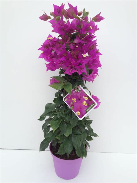 Bougainvillea in vaso