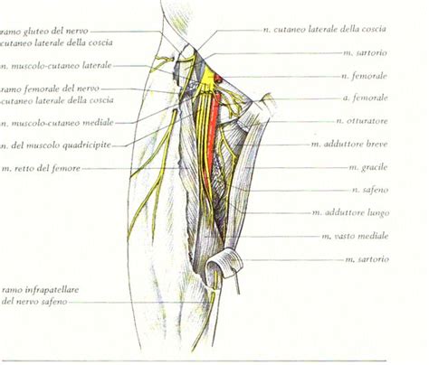 rappresentazione anatomica del nervo cutaneo laterale della coscia e zone di dolore