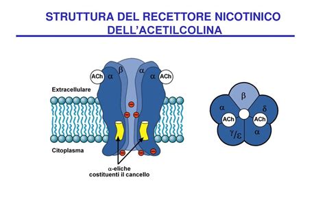 Struttura 3D di un recettore nicotinico dell'acetilcolina