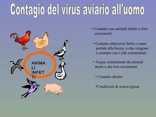 Animali infetti da Brucellosi