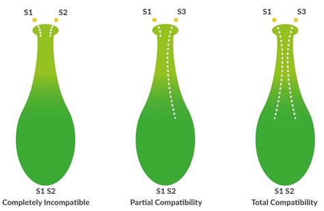 Gruppi di incompatibilità genetica nelle varietà di ciliegio