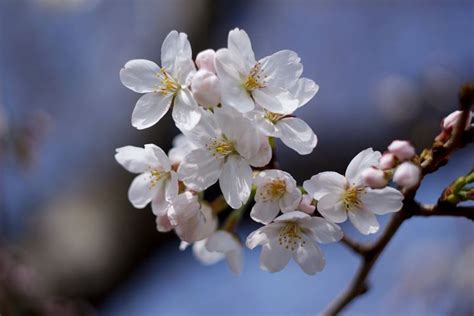 Api all'opera su fiori di ciliegio
