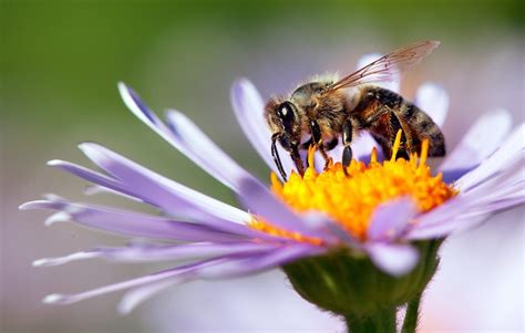 Impollinazione meccanica elettrostatica su ciliegi