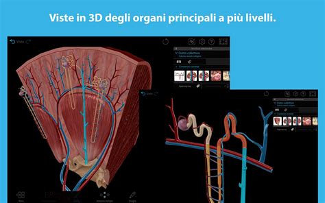 Diagramma dell'anatomia riproduttiva femminile