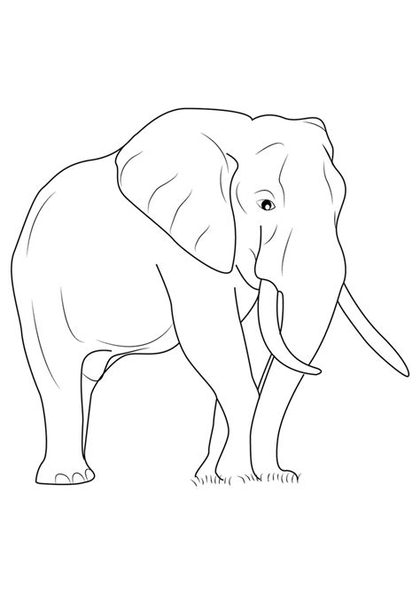 disegno di elefante e orsetto stilizzati