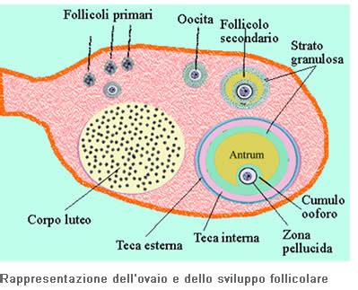 Diagramma della crescita follicolare