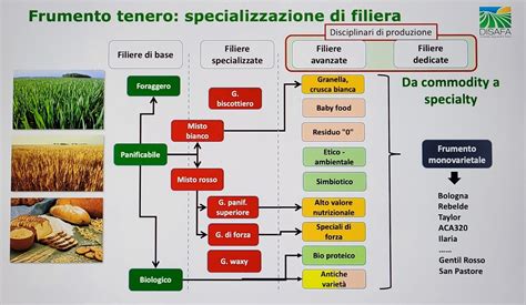 Diagramma dell'ibridazione del grano
