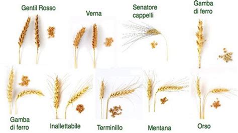 Diverse varietà di grano