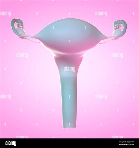 Illustrazione anatomica dell'utero gravidico