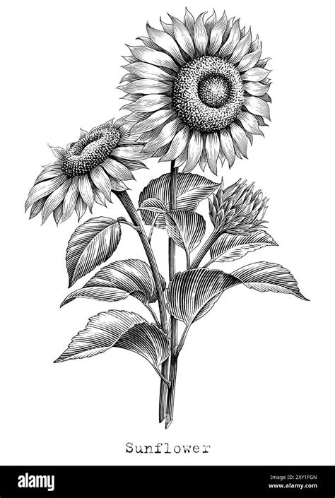 Illustrazione botanica di avocado e girasole