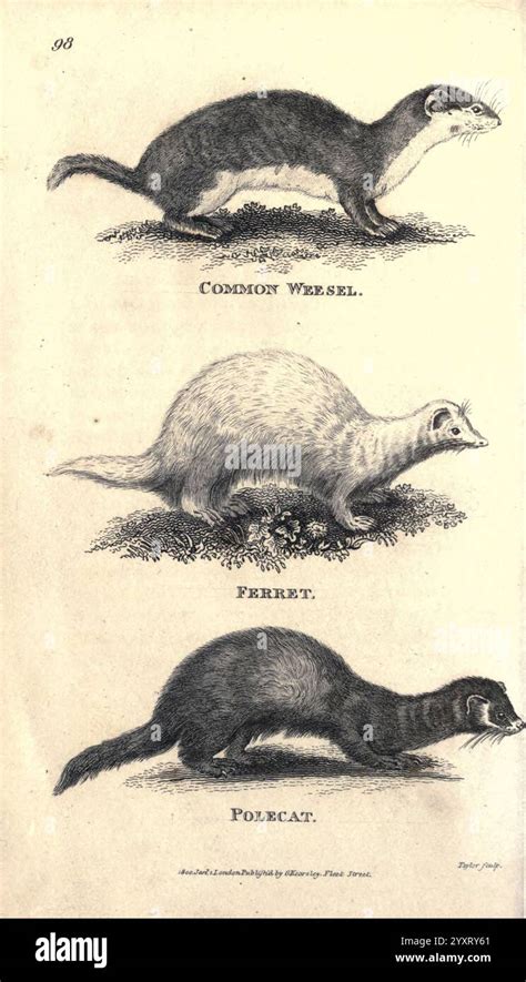 illustrazione scientifica che mostra diverse specie di mustelidi a confronto