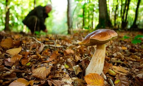 raccolta di funghi freschi nel bosco in autunno