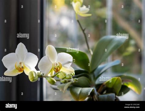 orchidea in vaso fiorita su davanzale