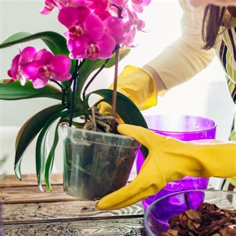 kit completo per la cura delle orchidee