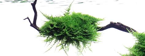 Micro-ecosistema in acquario con muschi
