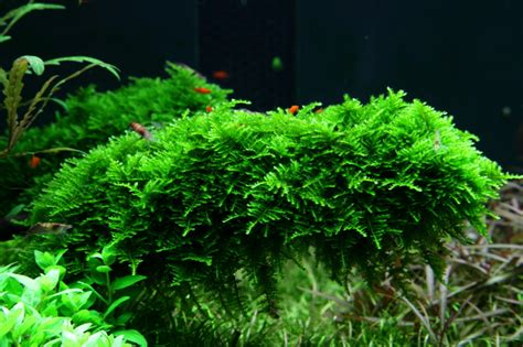 Vesicularia montagnei 'Christmas Moss' sommersa