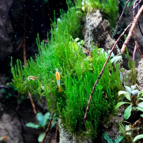 Flame Moss giallo o ingiallito in acquario