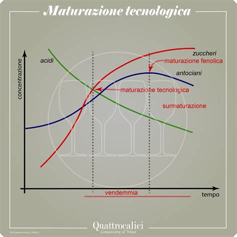 FIV e maturazione ovocitaria