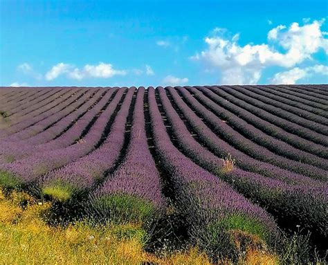 paesaggio rurale isolato con un caravan tra i campi di lavanda e alberi da frutto