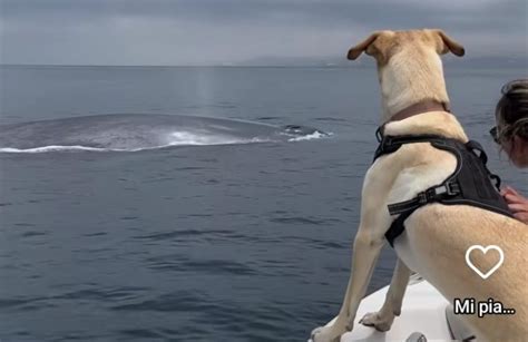 cane che osserva con curiosità una culla in un ambiente domestico