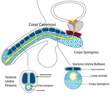 Diagramma che illustra le ghiandole di Skene e l'uretra femminile