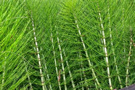 Pianta di Equisetum arvense nel suo habitat naturale umido