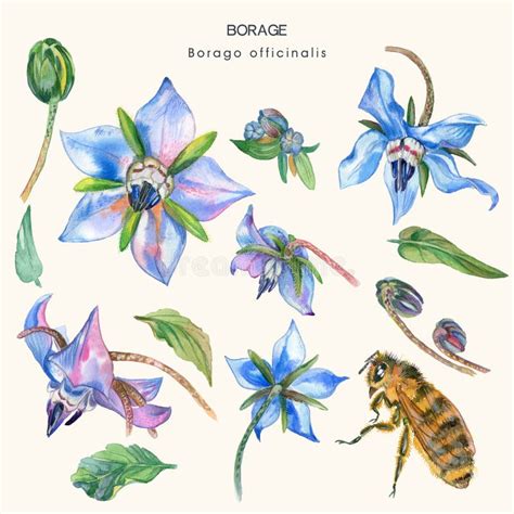 Illustrazione botanica della Borago officinalis