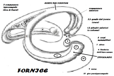 Illustrazione anatomica del fornice vaginale posteriore, sito di somministrazione dell'ovulo
