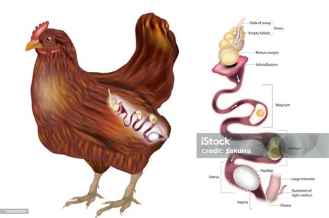Schema del sistema riproduttivo della gallina con ovidotto