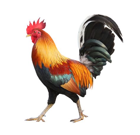 Gallo con speroni prominenti