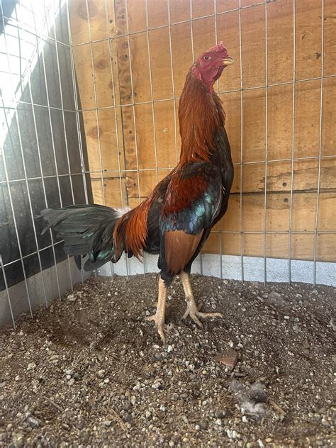 Dimostrazione del taglio degli speroni del gallo