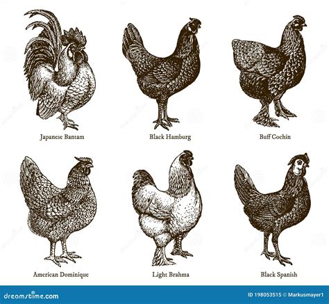 Diversità di razze di galli
