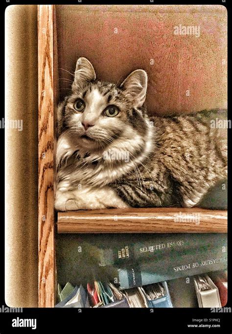 Gatto su scaffale che osserva
