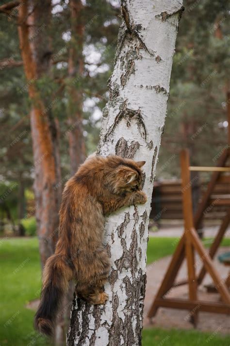 Gattino che si arrampica su un albero per gatti